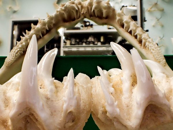 close-up of sand tiger shark jaw