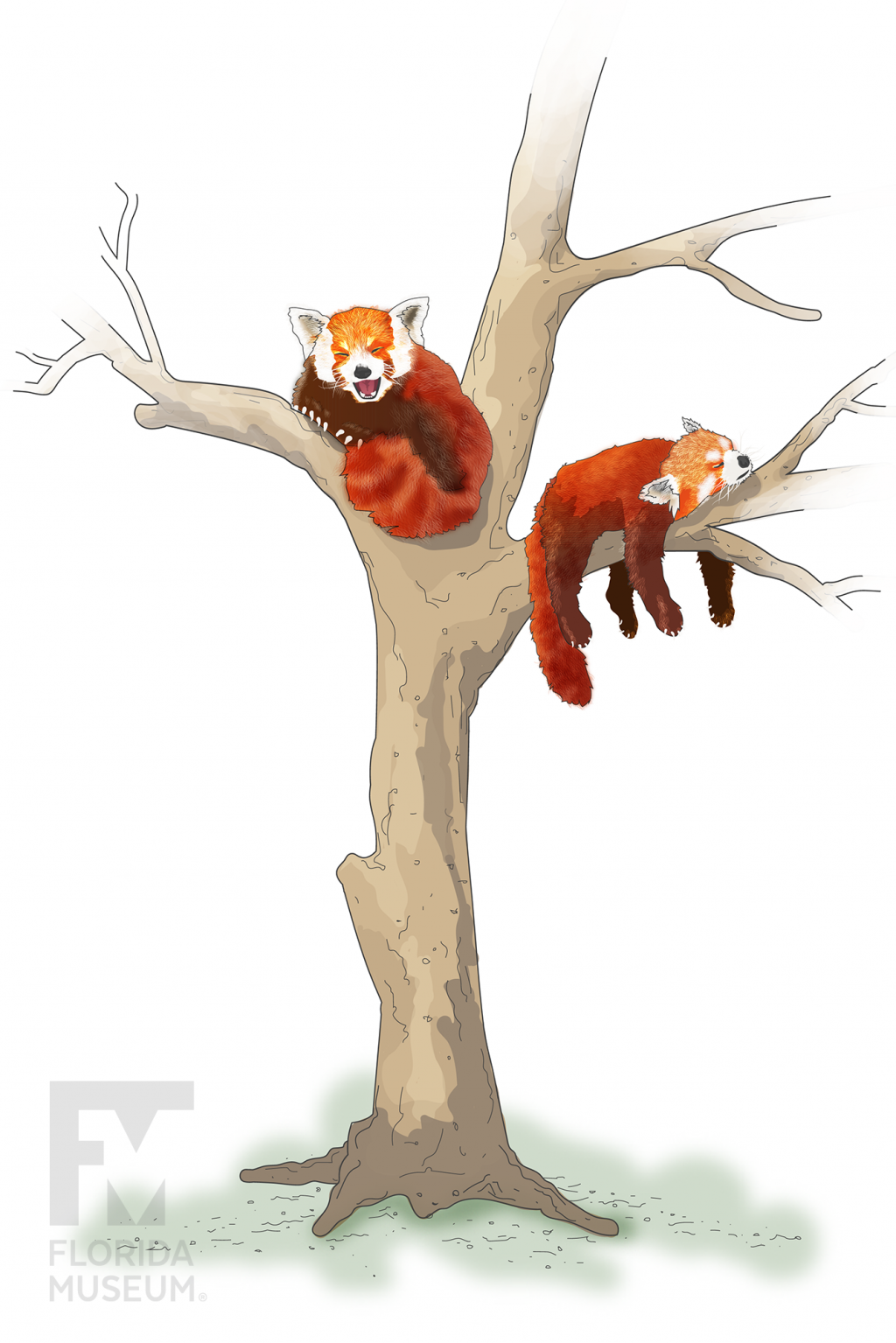red pandas in tree illustration