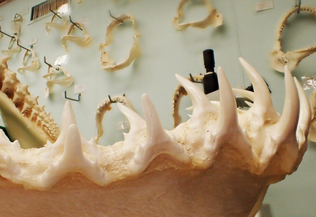 close-up of shark jaw