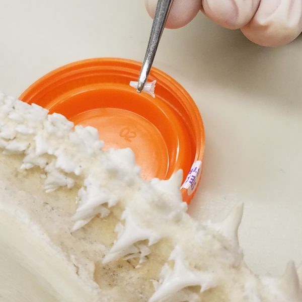 tip of broken tooth held in tweezers