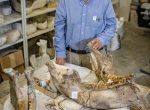 Jonathan Bloch displays a Teleoceras jaw, left, and a gomphothere jaw from the Montbrook fossil dig site in the vertebrate paleontology collection. Florida Museum photo by Kristen Grace Jon bloch with a Teleoceras jawa and a gomphothere jaw