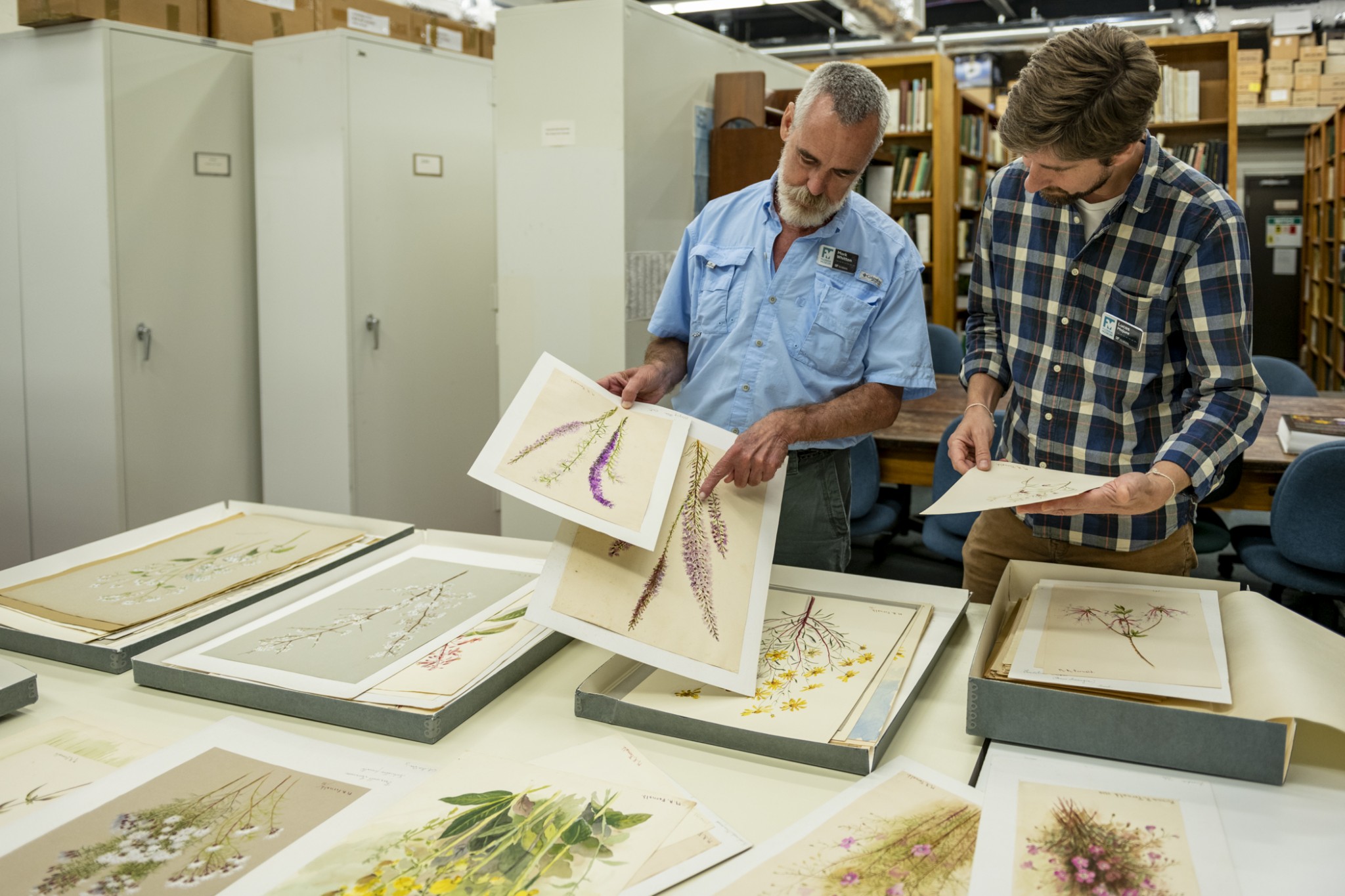 Mark Whitten and Lucas Majure identify the plants painted by Fernald. There are more than 300 individual paintings. Florida Museum photo by Kristen Grace Test