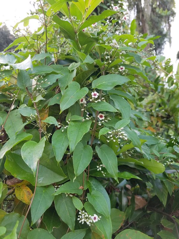 Skunkvines produce bunches of small white and pink-to-purple flowers. Florida Museum photo by Radha Krueger skunkvine flowers