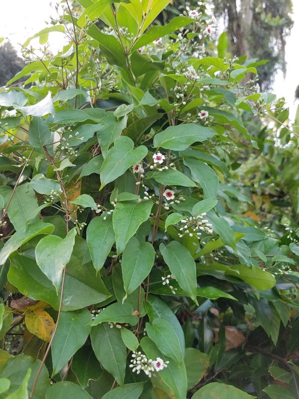 skunkvine flowers