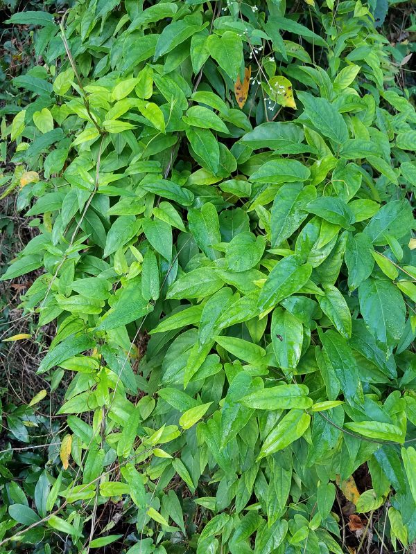Skunkvine leaves are opposite (two leaves at a node) and leaf shape is remarkably variable. Florida Museum photo by Radha Krueger skunkvine foliage