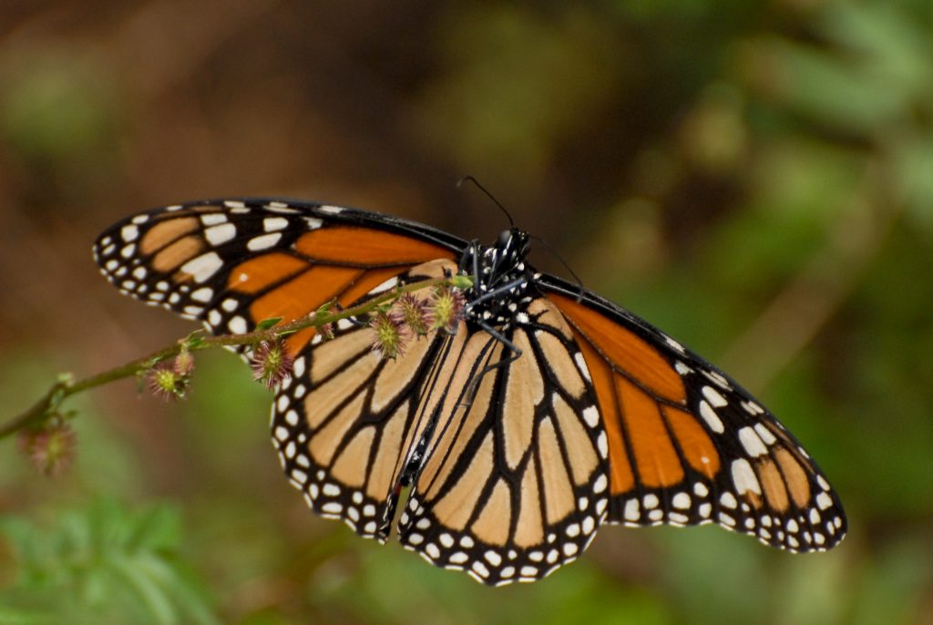 A monarch butterfly feeds on a flower