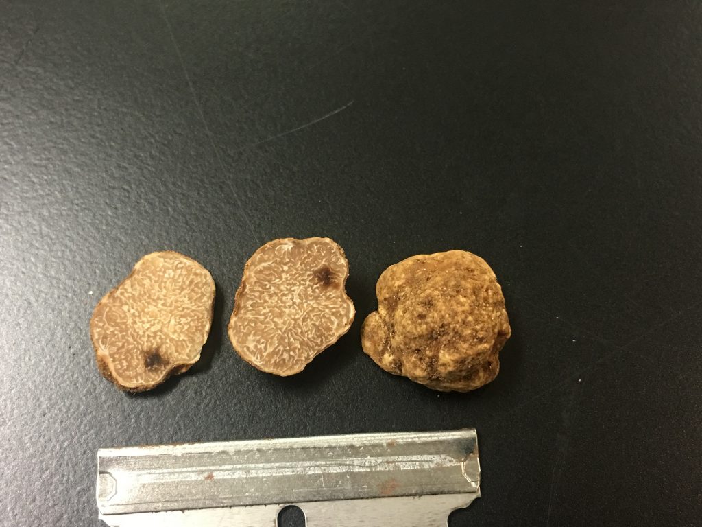 Two new truffle species discovered in Florida pecan
