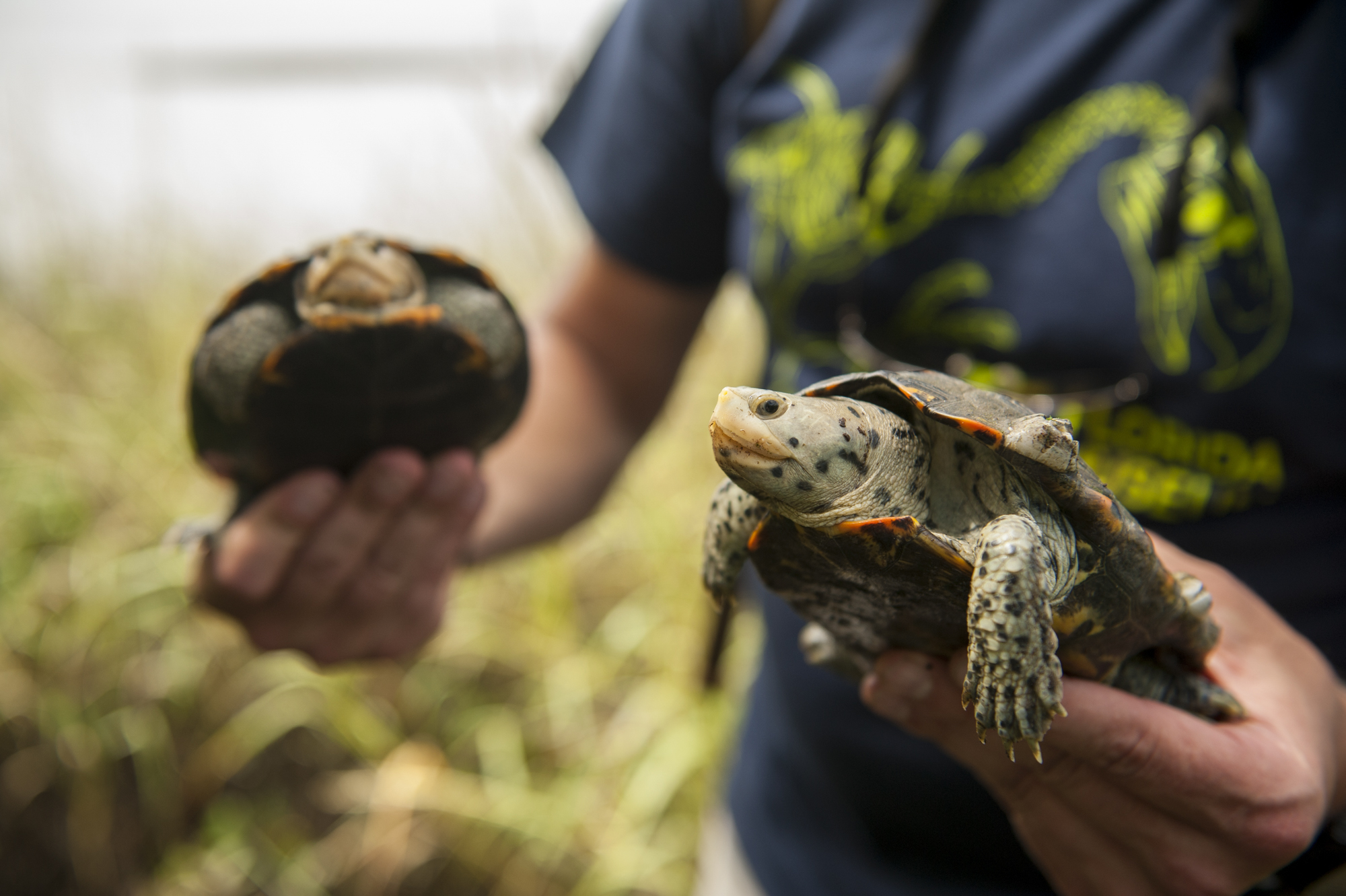 Best way to learn about island biology? Live on an island Research News