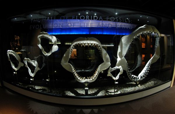 Five Facts: Megalodon – Florida Museum Science