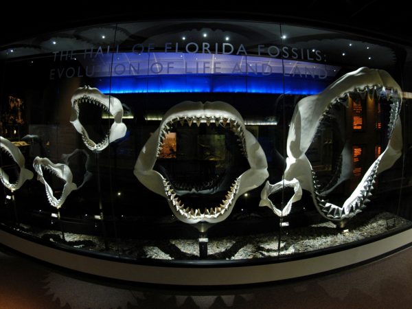 shark jaws display