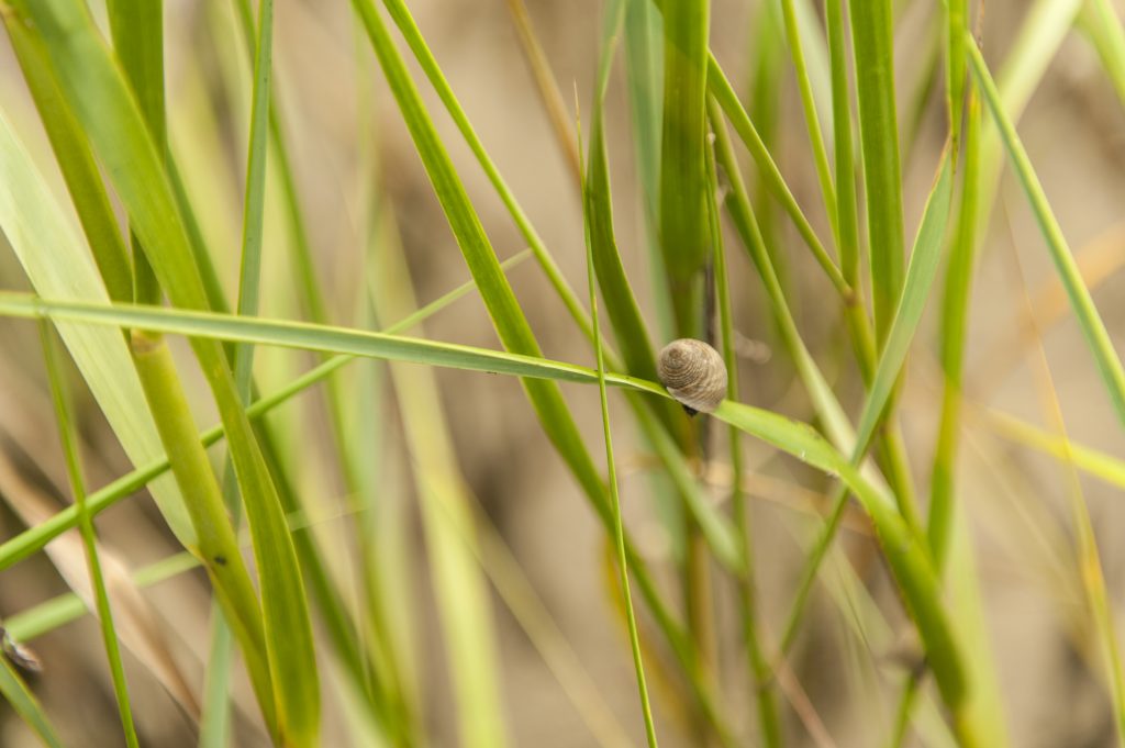 A periwinkle snail feeds on spartina, a salt marsh cordgrass.
