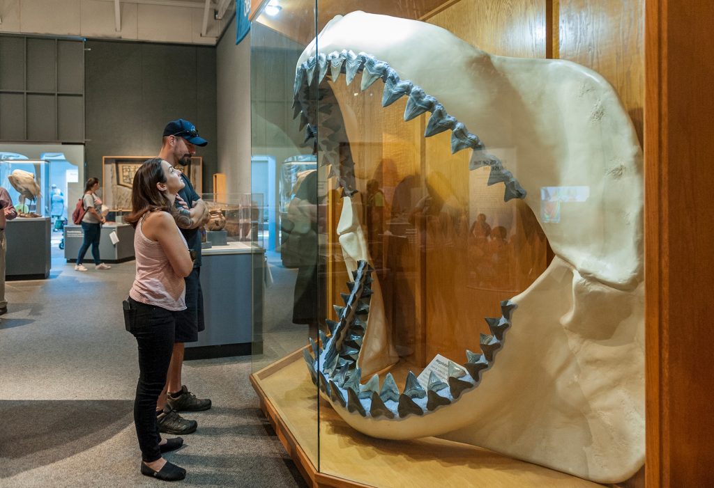 Visitors examine a megalodon jaw displayed during the Museum's "Rare, Beautiful & Fascinating" exhibit in 2017. Florida Museum photo by Kristen Grace megalodon jaw on exhibit