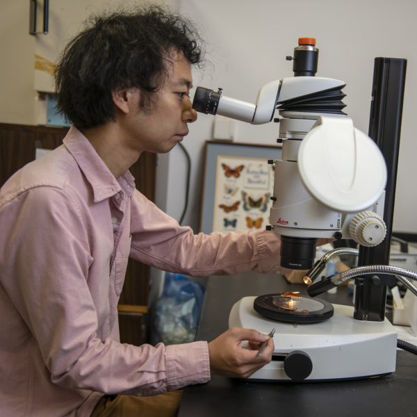 scientist looks at butterfly through microscope