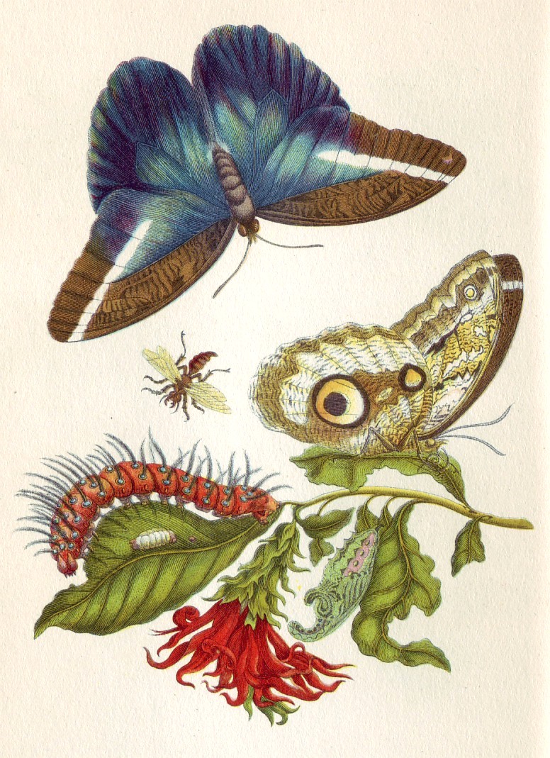 illustration of the life cycle and host plant of the blue morpho butterfly