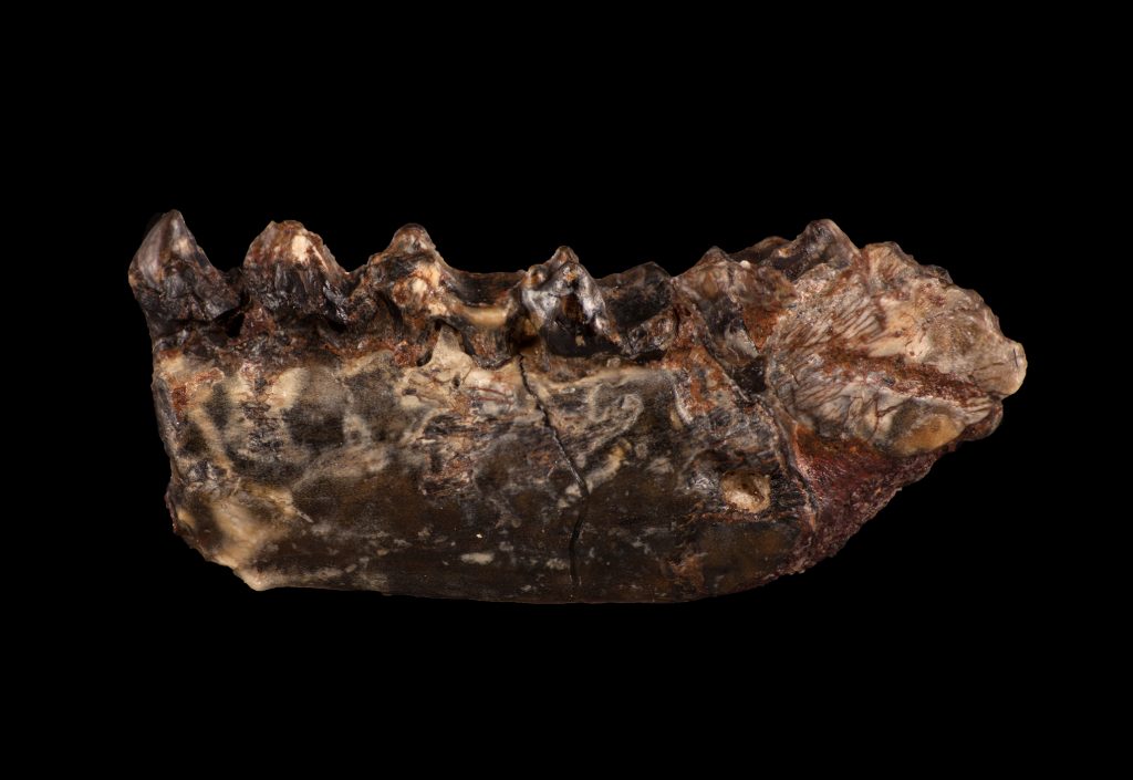 close-up of fossil jaw