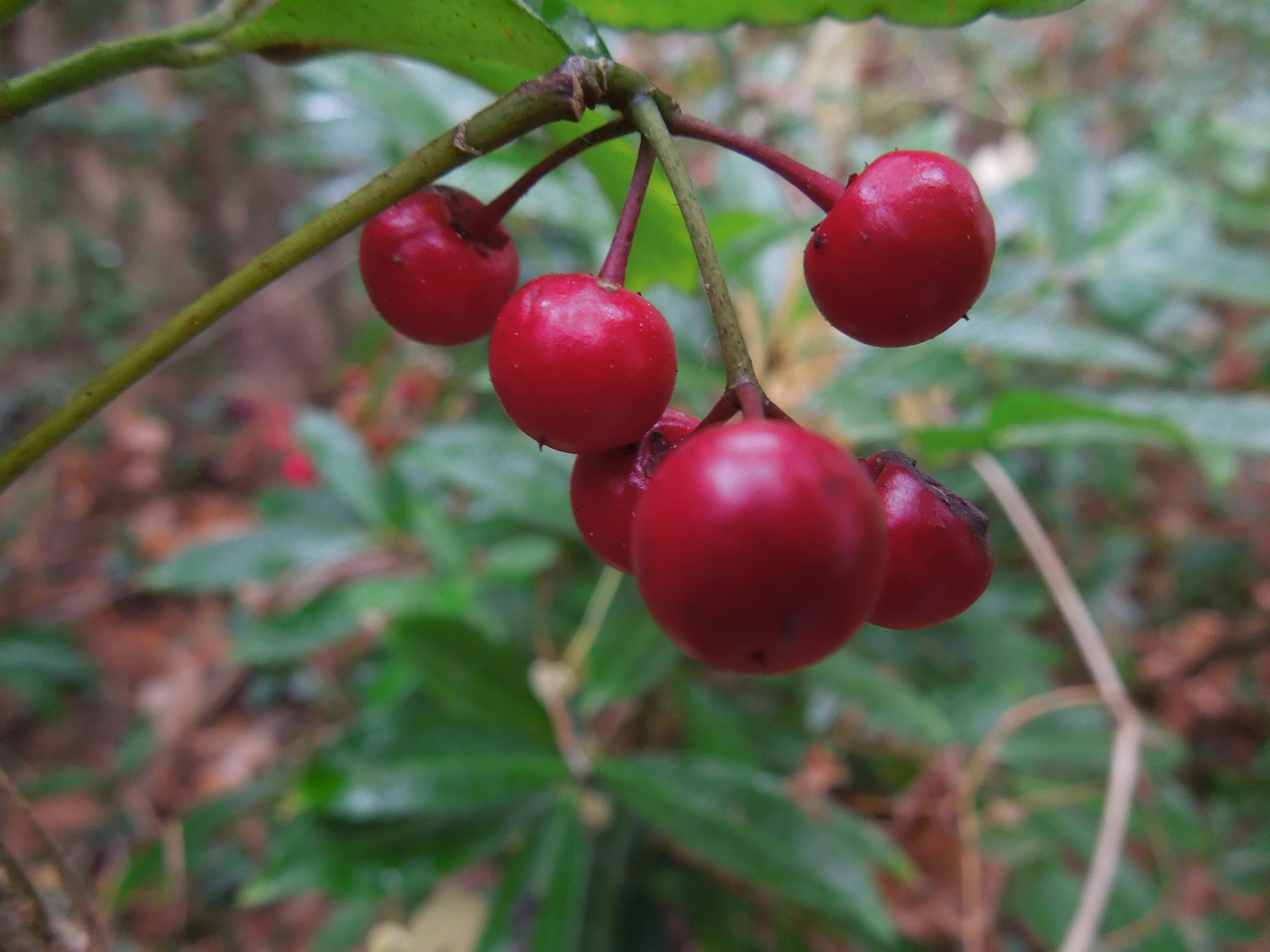 Five Facts about Coral Ardisia in Florida - Florida Museum ...