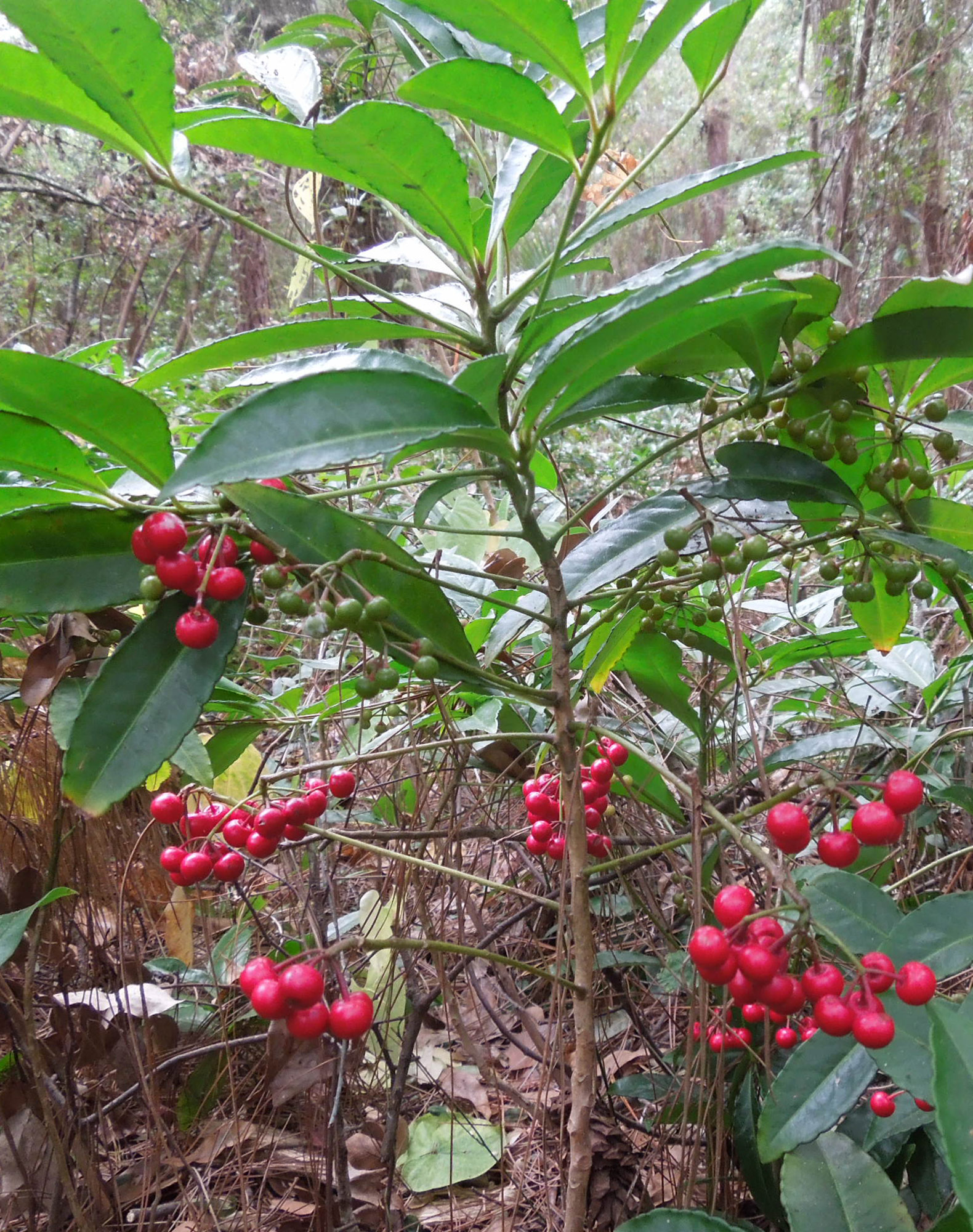 plant with dark leaves on top and sprigs of red berries below