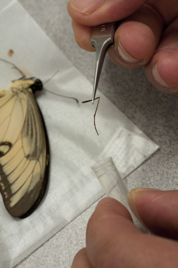 tweezers used to move a butterfly leg