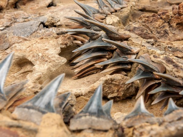 close up of fossil shark teeth