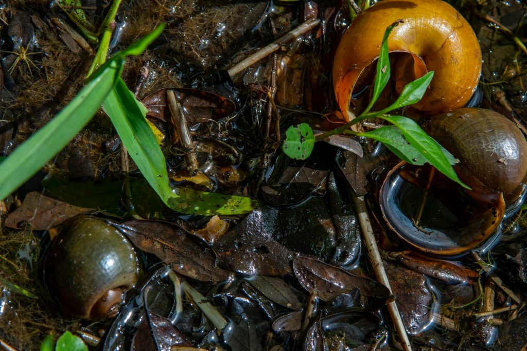 discarded apple snail shells