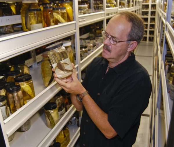 scientist holding fish specimen in collections