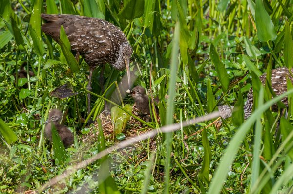 limpkin feeding baby birds