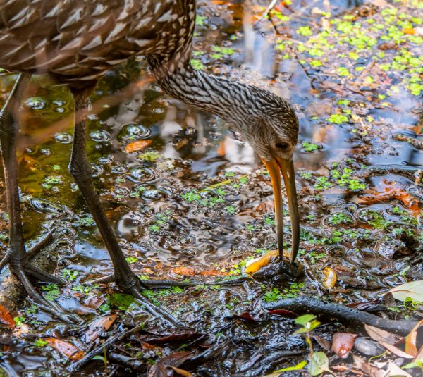 limpkin eating an apple snail