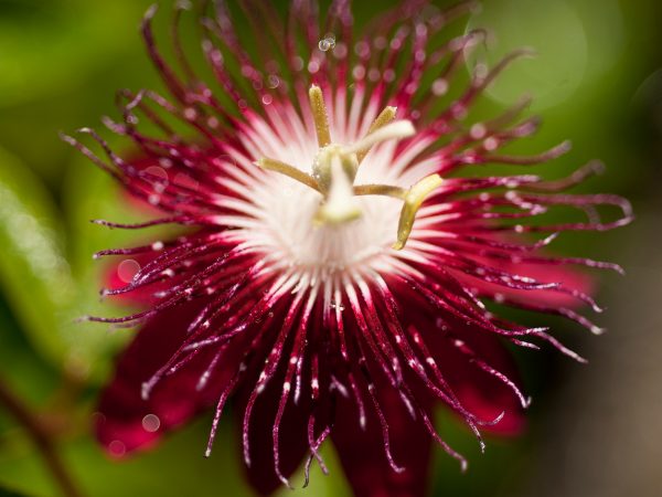 red passionflower