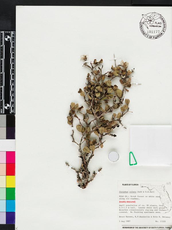 dried plant specimen