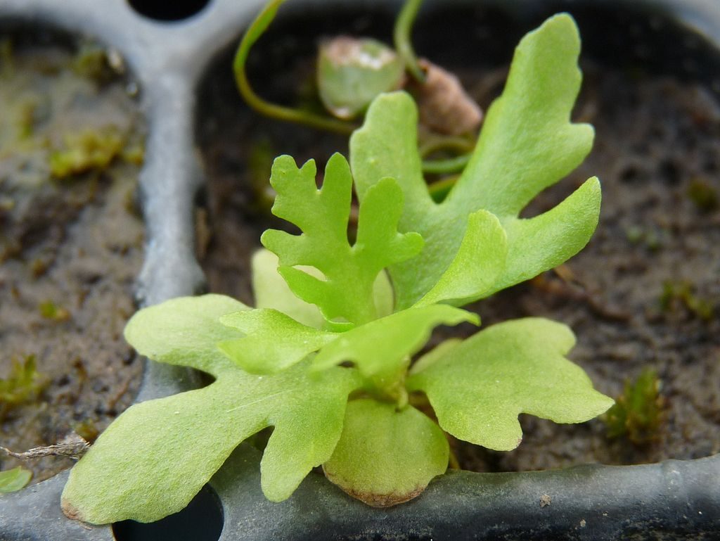 green fern in small pot
