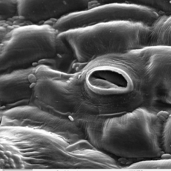 black and white close-up image of hole in leaf structure