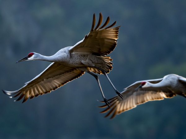 two sandhill cranes in flight