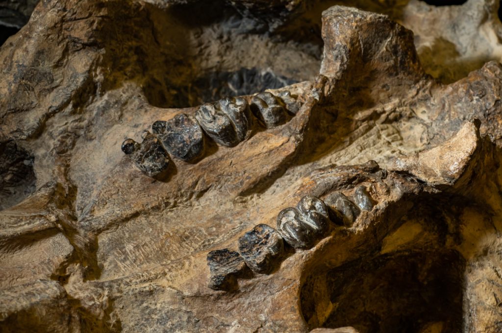 fossil molars