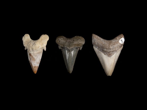 three large shark teeth