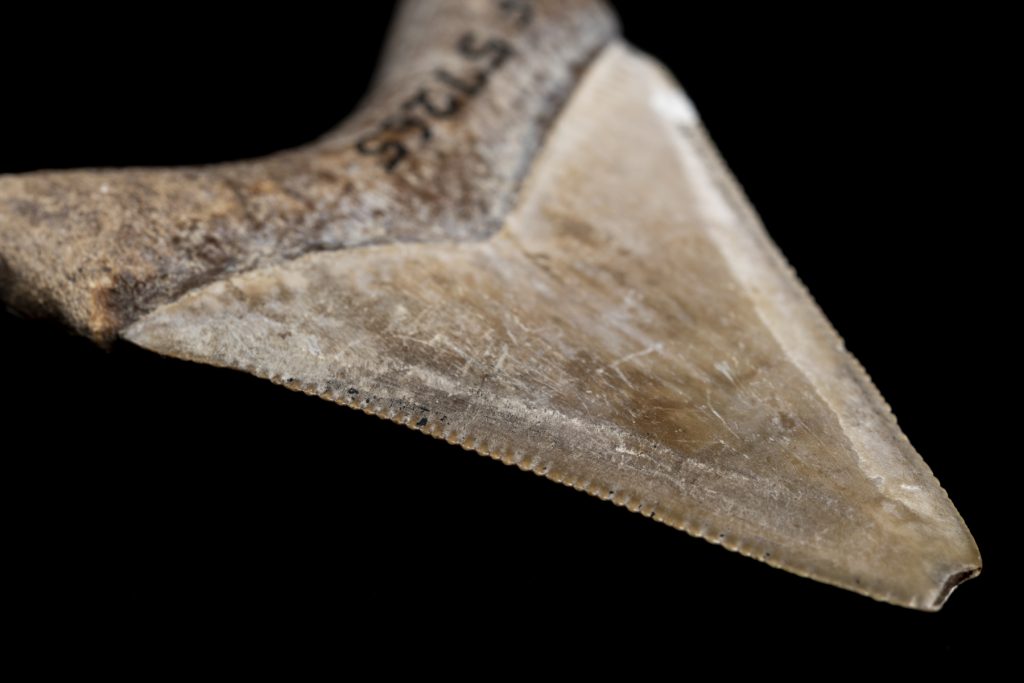 close-up of serrated shark tooth