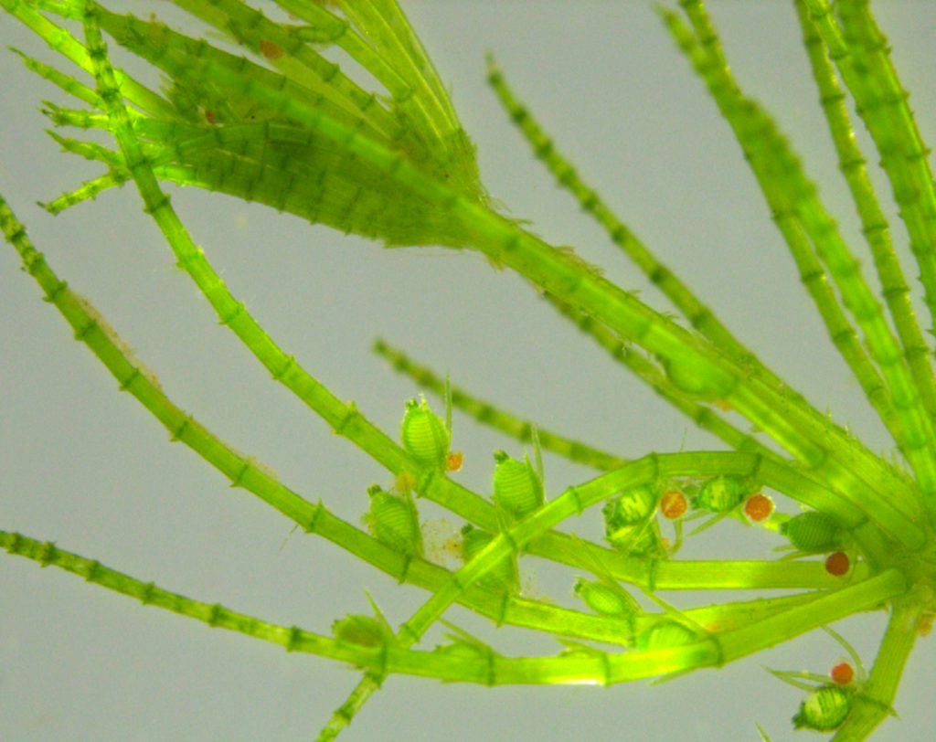 bright green stems of algae