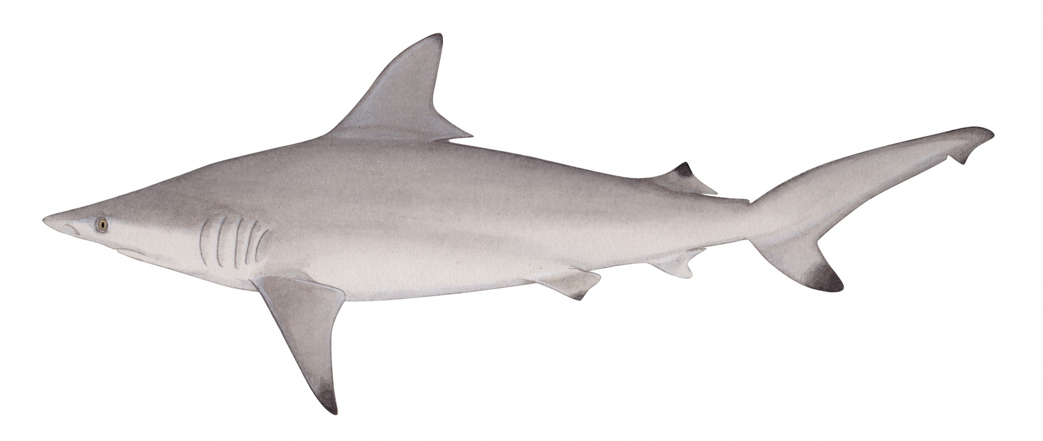 A profile view of a gray-colored blacktip shark