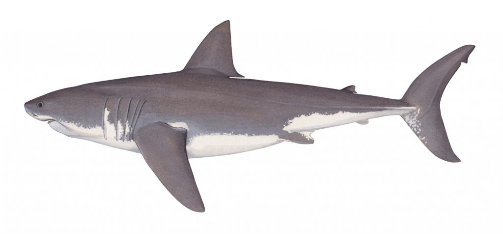 Great white shark illustration
