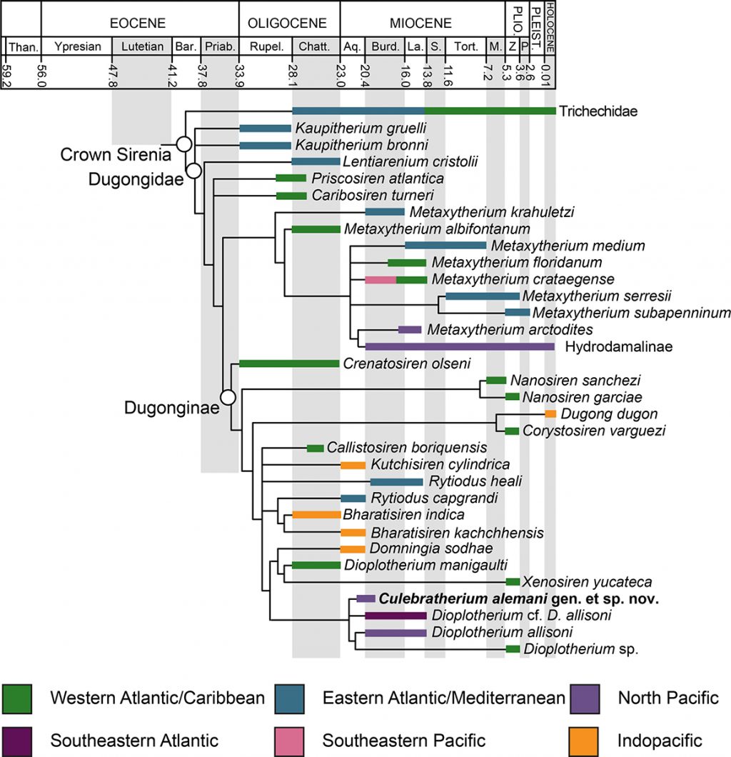 tree showing the relationship between various species of dugongs and manatees