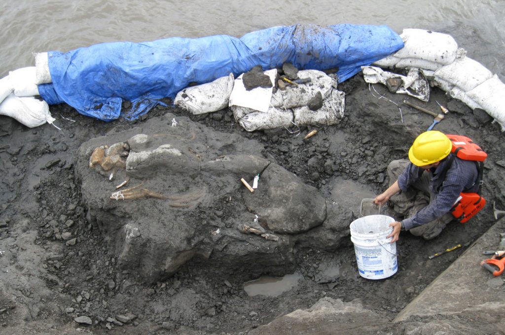 fossil skeleton partially exposed in rock near canal with sandbags on edge