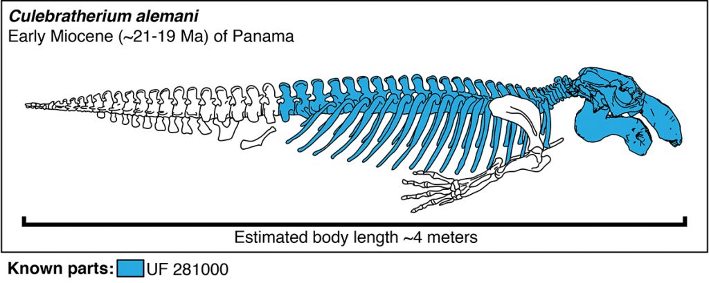 illustration of fossil sea cow skeleton with known bones highlighted in blue