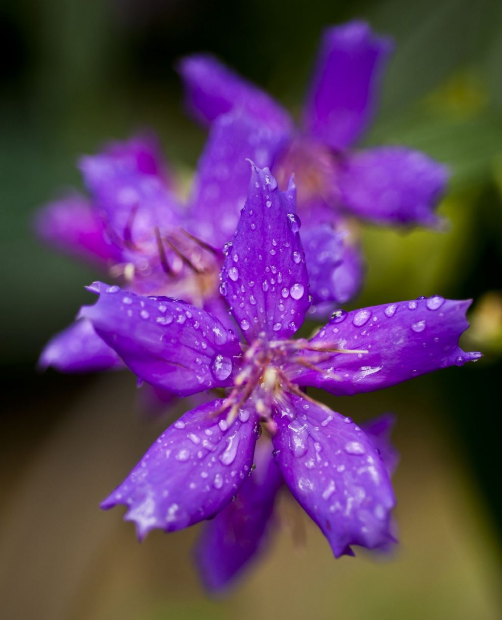purple flowers with dew
