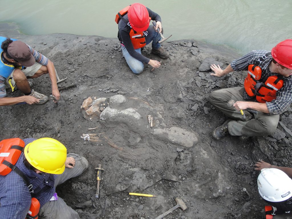 five paleontologists excavate skeleton from banks of Panama Canal