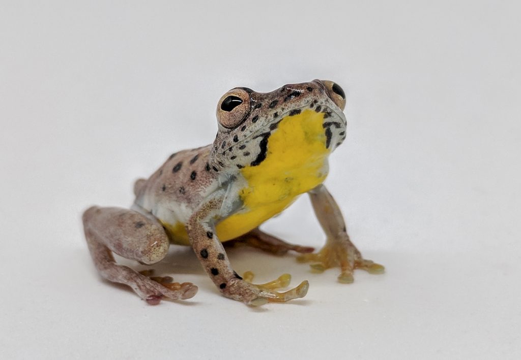 frog with yellow belly on white background