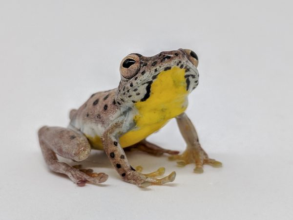 frog with yellow belly on white background