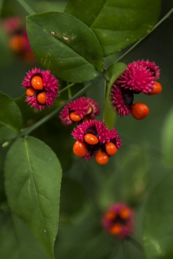 red seed pods bursting open