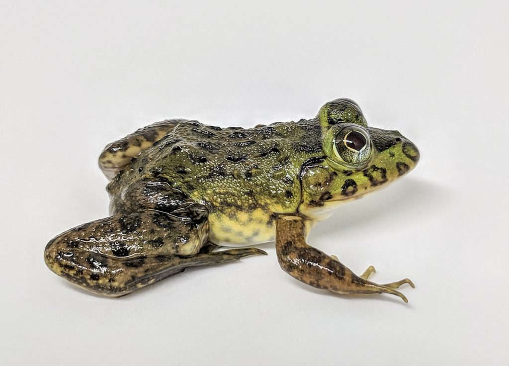 green spotted frog on white background