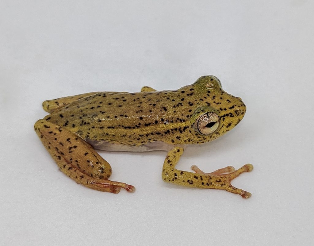 greenish-yellow spotted frog on white background