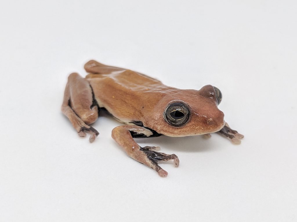 tan colored frog on white background