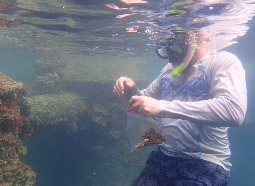 man in snorkel collects coral samples from reef